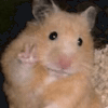 Hamster Peace Sign