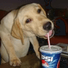 Pepsi Dog