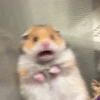 Scared Hamster